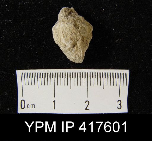 undet. Brachiopoda