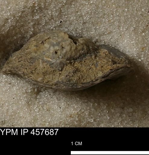 Helaspis sp.