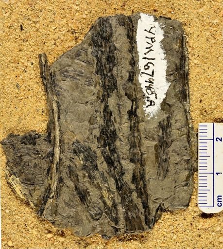 Leclercqia complexa