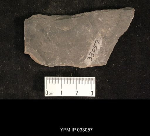 Mormolucoides articulatus