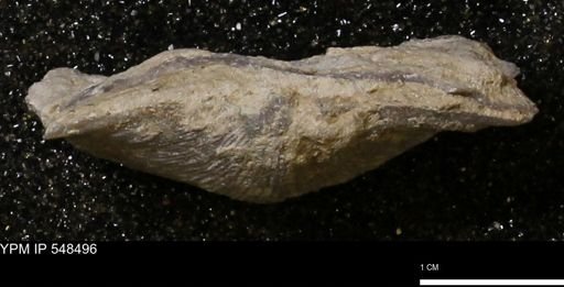 Stropheodonta callawayensis