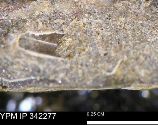 undet. Mollusca