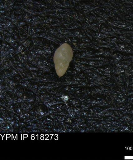 undet. Foraminiferida
