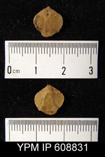 Rhynchonella sp.