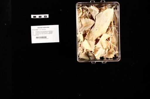 Acipenser oxyrhinchus