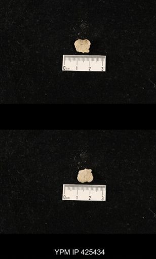 Echinosteges tuberculatus