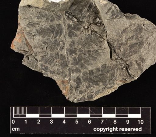 Sphenopteris sp.