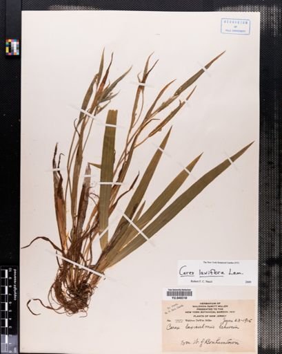 Carex laxiculmis