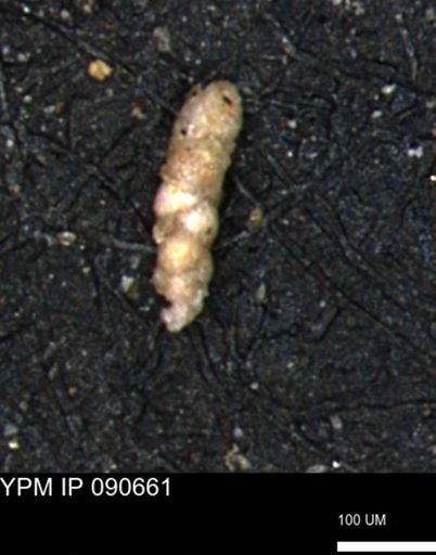 Verneuilinoides kansasensis