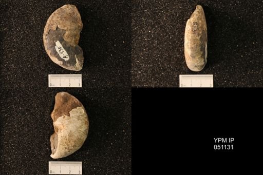 Hoploscaphites nicolletii