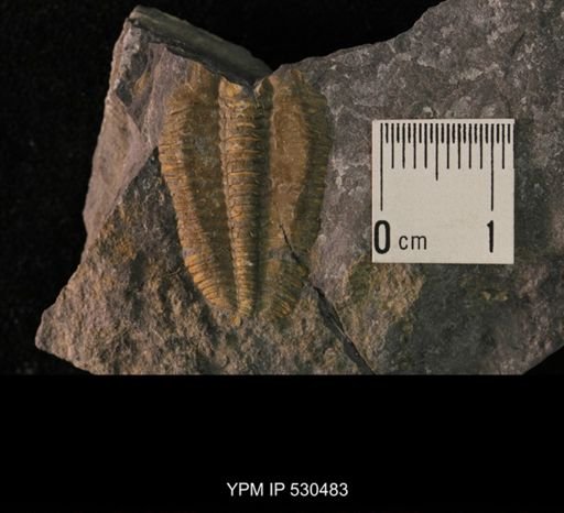 Trilobita