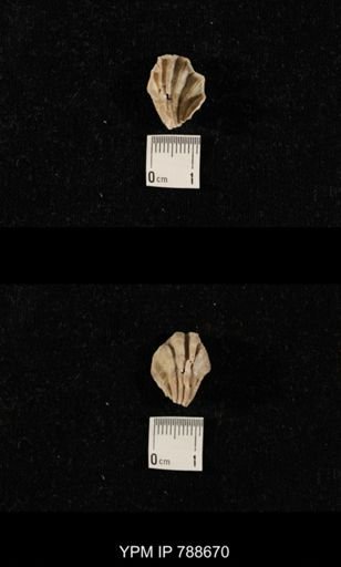 undet. Brachiopoda