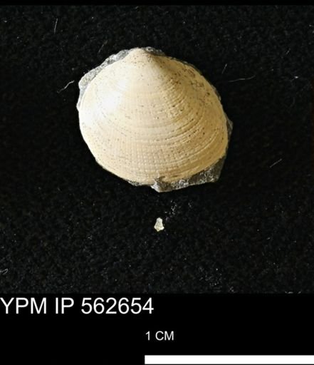 Limopsis striatopunctatus