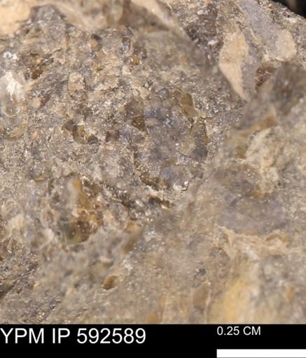 undet. Mollusca