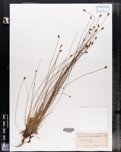 Eleocharis tuberculosa