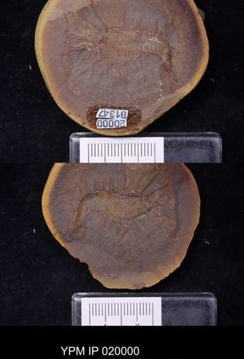 Anthracaris gracilis