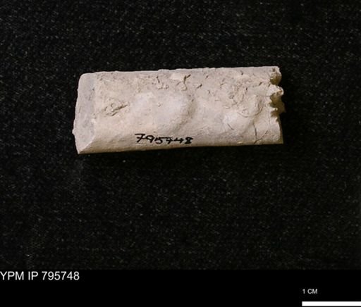 Baculites sp.