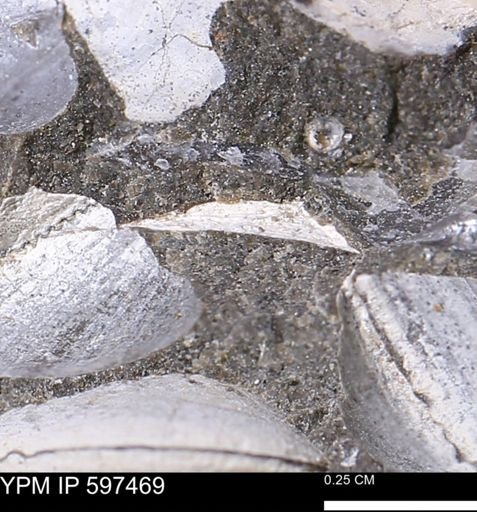 Limopsis striatopunctatus