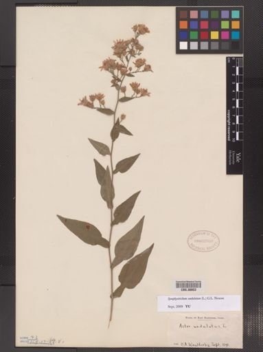 Symphyotrichum undulatum