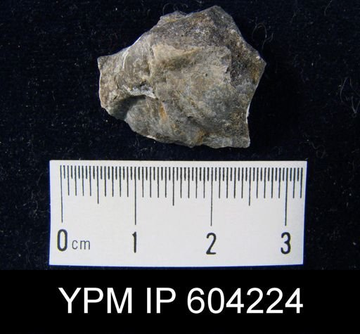 Cyrtina rostrata