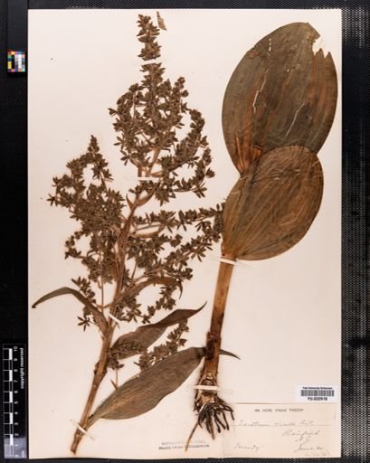 Veratrum viride
