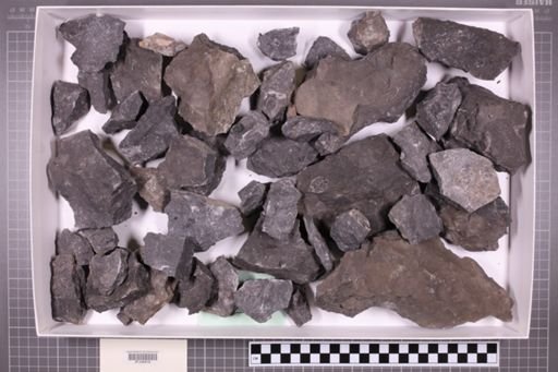 mixed taxa, stratigraphic collection