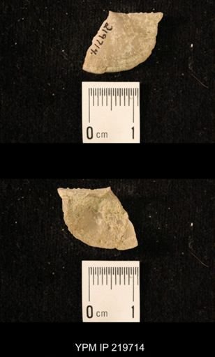 Chonetes granulifer