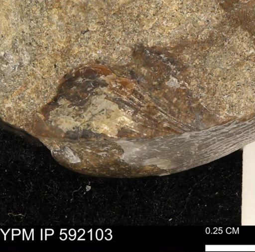 undet. Bivalvia