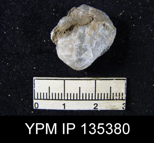 Martiniopsis sp.