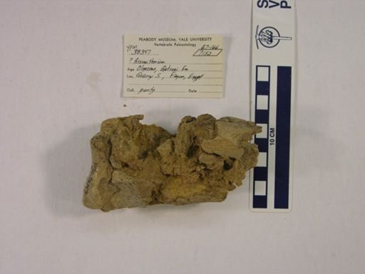 Arsinoitherium?