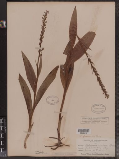 Habenaria flava