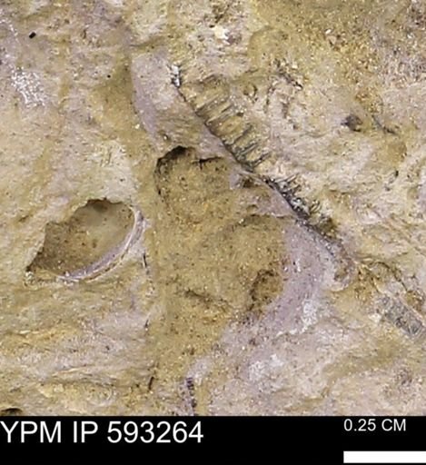 Inoceramus cuneatus