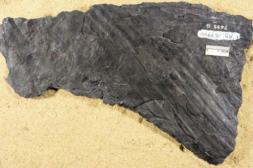 Sigillaria sp.