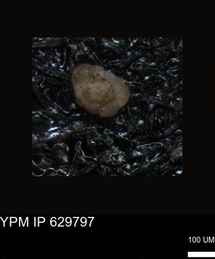 undet. Foraminiferida