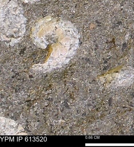 Scaphites sp.