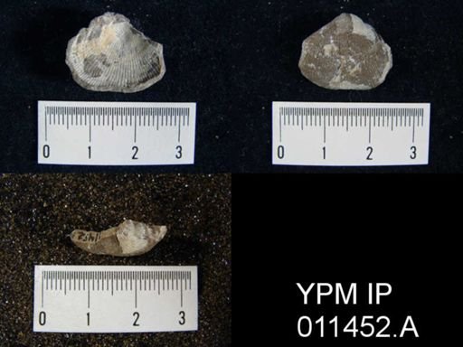 Linoproductus cora