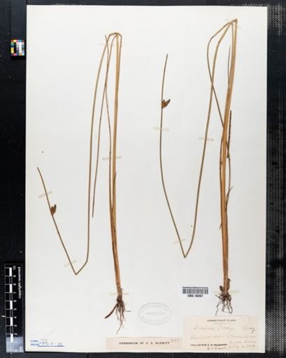 Scirpus torreyi