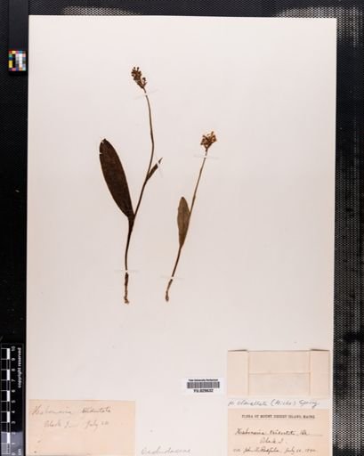Habenaria clavellata