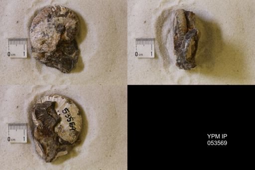 undet. Scaphitidae