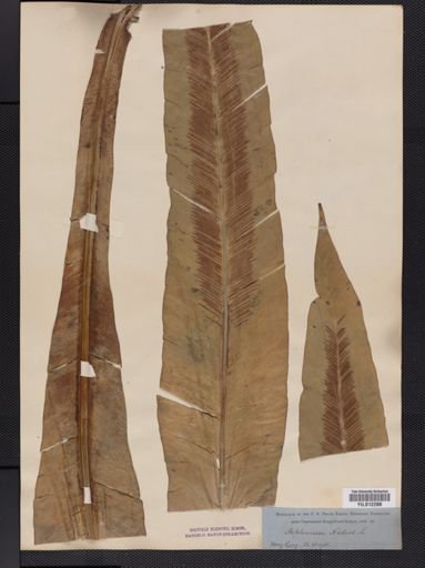 Asplenium