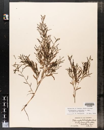 Potamogeton gramineus