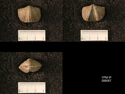 Platystrophia laticostata