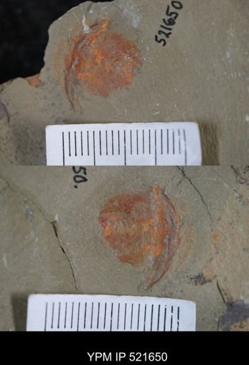 undet. Xiphosurida
