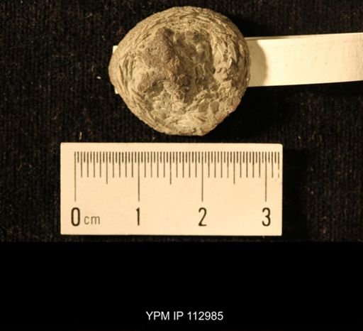 Isorophus cincinnatiensis