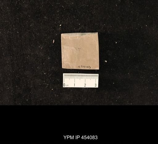 undet. Hymenoptera
