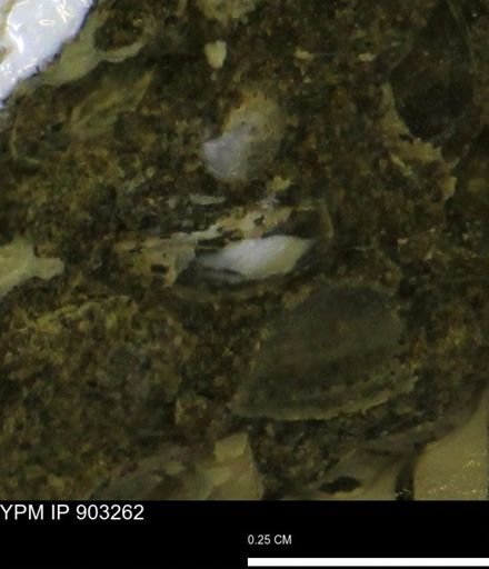 undet. Mollusca