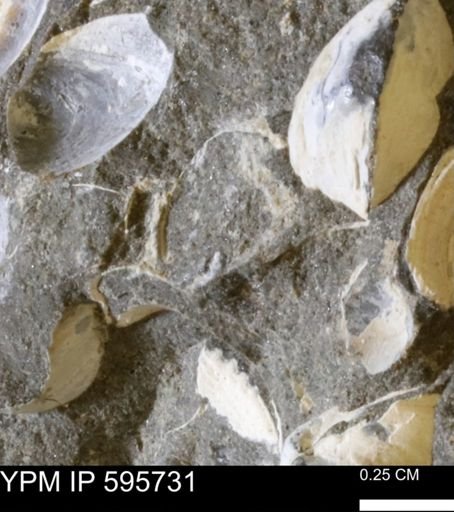 Protocardia sp.