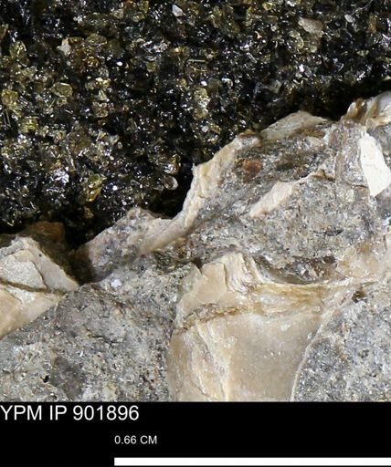 undet. Mollusca
