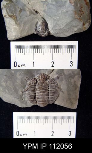 Encrinurus punctatus
