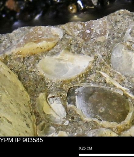 undet. Bivalvia